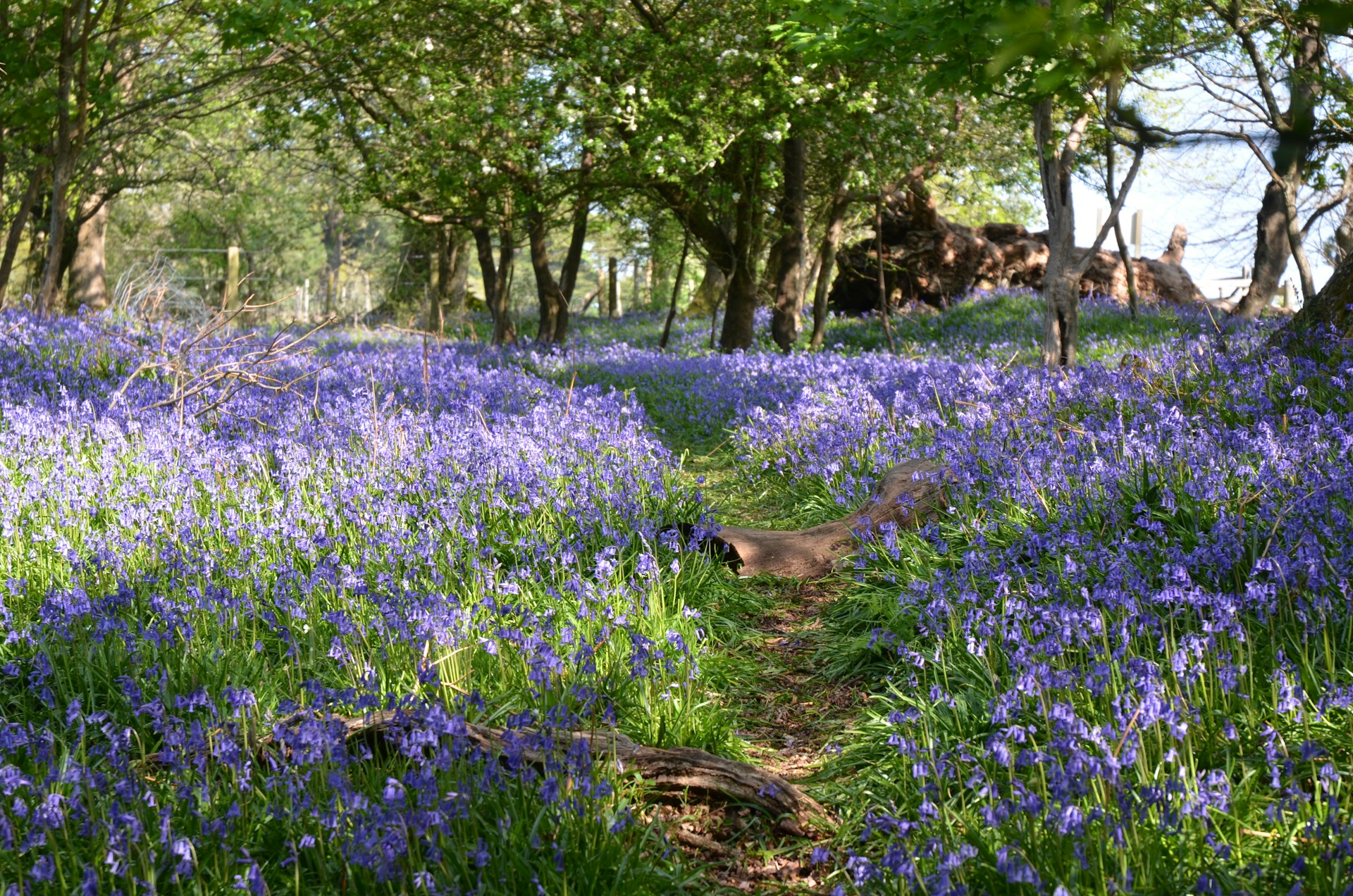 Stableside at Shaws Farm is a beautiful self catering cottage for 2 in the Forest of Dean, Blakeney, Gloucestershire, a working horse stables, accommodation Forest of Dean